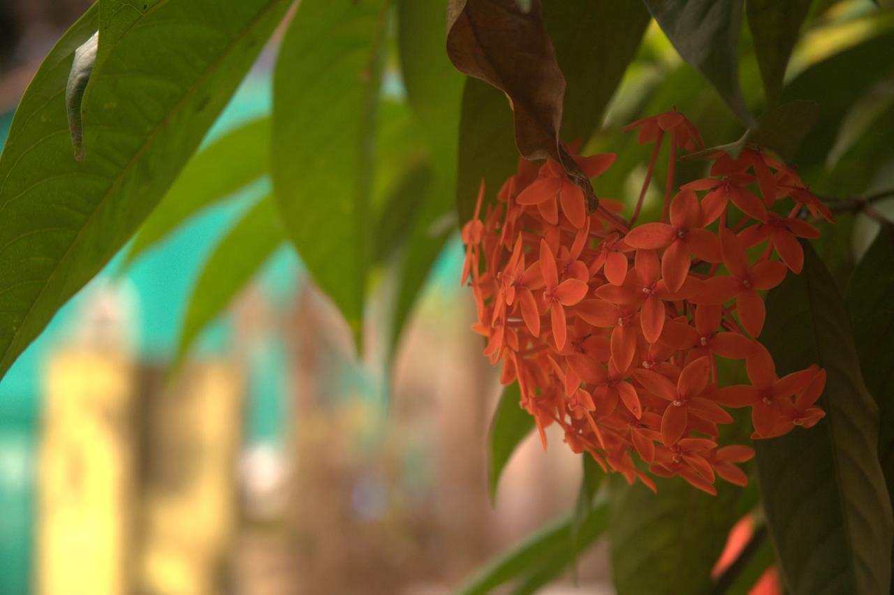 Namahstay Eco Hostel & Coworking & Art Community Space Arambol Exterior photo